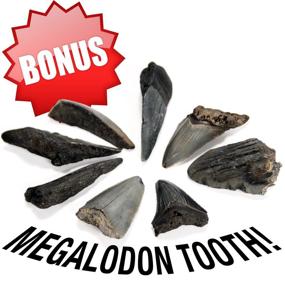 img 2 attached to 🦈 Magnificent Megalodon Geode Specimens: Expert IDENTIFICATION Guide