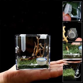 img 1 attached to Jumping Spider Terrarium Snail Container - Acrylic Critter Keeper, Reptile Insect Enclosure, Habitat Cage with Accessories, Tank for Isopods, Lizards, and Roaches - Roach Feeding Box