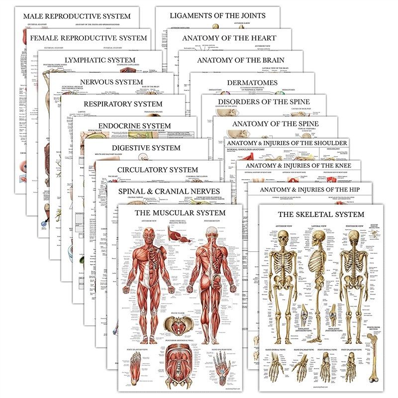 pack anatomical laminated respiratory circulatory 로고