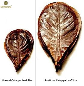 img 1 attached to Premium SunGrow Catappa Indian Almond Shrimp Leaves – 7-9 Inches: Enhance Your Shrimp Habitat with Natural Leaf Supplements