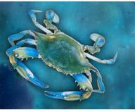 🎨 создайте свой собственный шедевр с набором для рисования маслом "blue green crab, 16x20 inch логотип