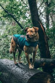 img 1 attached to 🐶 Stay Dry and Stylish with Embark Pets Rain Jacket for Dogs