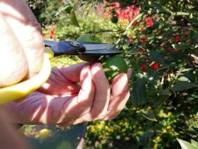 img 1 attached to 🌿 Premium Japanese-Made Tomerry Garden Scissors in Sleek Black Design