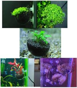 img 1 attached to 🌿 Fashionclubs Crystal Glass Aquatic Plant Cup Pot Holder for Aquarium Tank Live Plant Glass Pot Red Shrimp Holder with 2 Suckers - Fish Tank Aquascape Decor (2-Pack)
