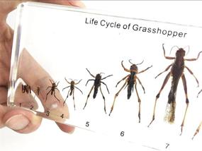 img 1 attached to Amazingbug Lifecycle Locust (Grasshoppeer) Пресс-папье Пресс-папье