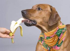 img 1 attached to 🍉 BoomBone Watermelon Dog Bandana Set - Stylish Scarf for Dogs of All Sizes, Perfect for Summer