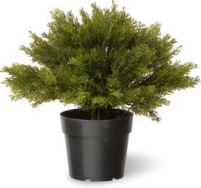 img 4 attached to 🌿 National Tree Company 15 Inch Green Artificial Shrub with Pot Base, Globe Juniper