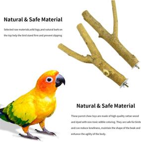 img 2 attached to 🐦 DGSL Natural Wood Bird Perch Stand: Ideal Accessories for Parrotlets, Budgies, Cockatiels, Parakeets, and Lovebirds