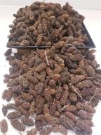 large 1 lb bag of little valley mini birch pine cones - ideal for bowl fillers, table scatters, weddings, crafts, autumn decor logo