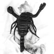 dog scorpion costume halloween adjustable logo