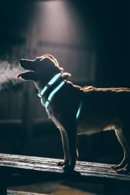 img 1 attached to 🐶 Enhanced Visibility Reflective Dog Collar by Embark Illuminate - Equipped with Reflective Material for Maximum Nighttime Safety and Visibility