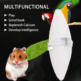 img 1 attached to 🐦 BALACOO 6-Pack Bird Cuttlebone Set with Holder - Parrot Chew Bite Cuttlebone for Reptiles, Tortoises, Snails, and Cuttlefish Bones - Pet Teeth Grinding Toys