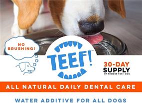 img 3 attached to 🦷 TEEF! Daily Dental Care: Natural Dog Dental Water Additive for Healthier Gums - Award Winning Protektin42 Formula, Tartar and Plaque Remover - No Brushing Required