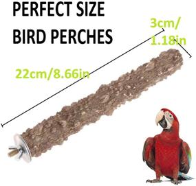 img 2 attached to Bird Perch Stand - Natural Wood Stick Playground, Paw Grinding and Cleaning Accessory for Parrot, Budgie, Cockatiel, Conure, Lovebird, Finch, Macaw