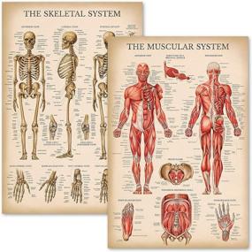 img 4 attached to 🦴 Anatomical Vintage Musculoskeletal System