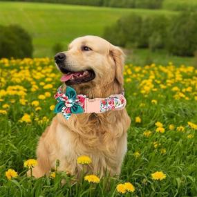 img 2 attached to 🌸 Adjustable Girl Dog Collar with Flower - Cute, Soft & Durable Floral Collar for Small, Medium, Large Dogs – Sturdy Design with Safety Metal Buckle – Fits Necks 11.5-24.5’’ - DALUZ