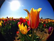 📸 olloclip 3-в-1 система насадок fisheye и macro для iphone 5 - красная: улучшите свой фотографический опыт! логотип