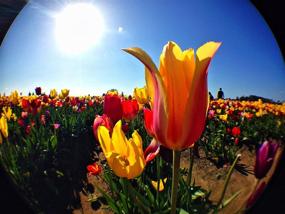 img 1 attached to 📸 Olloclip 3-в-1 система насадок Fisheye и Macro для iPhone 5 - красная: Улучшите свой фотографический опыт!