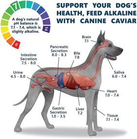 img 3 attached to 🐶 Canine Caviar Alkaline Holistic Dog Food: Limited Ingredient Recipe