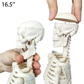 img 2 attached to Detachable Anatomical Skeletal Display Skeleton