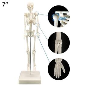 img 1 attached to Detachable Anatomical Skeletal Display Skeleton