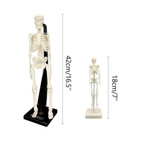 img 3 attached to Detachable Anatomical Skeletal Display Skeleton