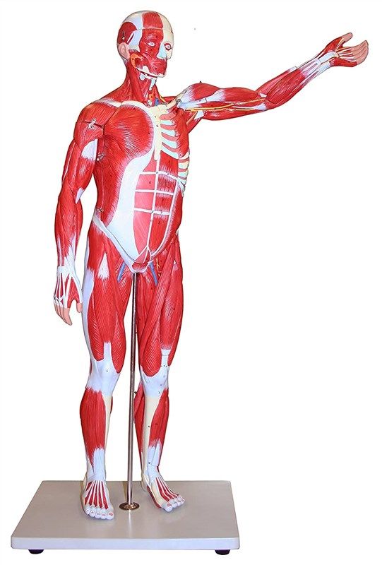 walter products b10433 muscular figure 로고