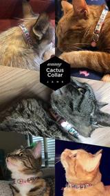 img 3 attached to WAAAG Pet Supplies: Cactus and Succulents Cat and Dog Collars for Small, Medium, and Large Dogs