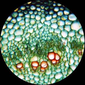 img 1 attached to 🔬 Enhance Biological Education with AmScope PS50 Microscope: Uncover the Microscopic World with Precision