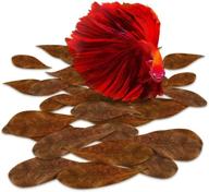 🌿 sungrow mini catappa leaves for betta aquariums: ph-lowering & stress-reducing aid for fish, shrimp, and frogs | native habitat creation | unique, practical decoration | pack of 50 pieces logo
