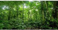 awert terrarium background tropical rainforest логотип