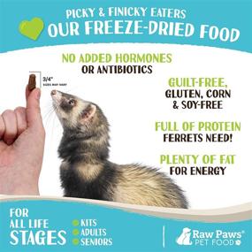 img 1 attached to 🥩 Premium Freeze Dried Raw Ferret Food - Beef 16-oz - Made in USA - Grain Free Diet for Ferrets - Ideal for Small, Adult, Senior & Baby Ferrets - Also Perfect as Natural Treats for Training & Rewarding