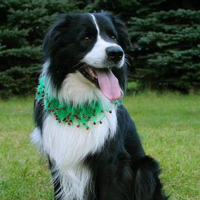 img 2 attached to 🔔 Midlee Jingle Bell Decorative Dog Collar with Wreath Design