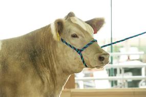 img 2 attached to Weaver Leather Rope Cow Halter: Durable and Reliable for Effective Cow Handling