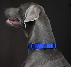 img 3 attached to Alainzeo Martingale Dog Collar - Durable Nylon Collar for Dogs