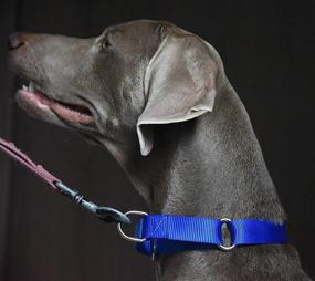 img 2 attached to Alainzeo Martingale Dog Collar - Durable Nylon Collar for Dogs