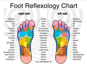 img 1 attached to 👣 Relieve Muscle Tension with Dual Wooden Foot Massage Roller - Acupressure Results, Soothes Nerve Pain & Plantar Fasciitis, Complete Instructions & Reflexology Chart