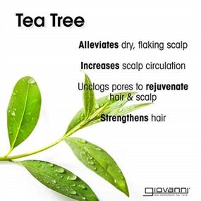 img 2 attached to GIOVANNI Tea Tree Triple Treat 🌿 Shampoo: Refreshes Scalp, Relieves Dryness (Pack of 3)