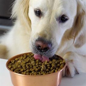 img 1 attached to 🌾 Premium Open Farm Ancient Grains Dry Dog Food: Humanely Raised Meat Recipe with Wholesome Grains, Free from Artificial Flavors or Preservatives