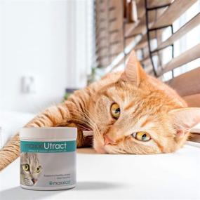 img 2 attached to 🐱 Maxxicat maxxiUtract: The Ultimate Urinary and Bladder Supplement for Cats - Prevents UTI Recurrence, Supports Bladder Control and Urinary Tract Health - Cranberry Formula Powder 2.1 oz