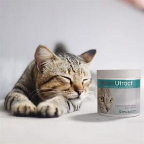 img 3 attached to 🐱 Maxxicat maxxiUtract: The Ultimate Urinary and Bladder Supplement for Cats - Prevents UTI Recurrence, Supports Bladder Control and Urinary Tract Health - Cranberry Formula Powder 2.1 oz