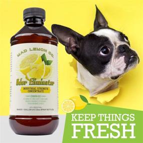 img 1 attached to Mad Lemon Pet Odor Eliminator: Industrial Strength Concentrate to Neutralize Cat & Dog Odors, Urine, Carpet, Dead Rodent Odor, Sewer, Garbage & More - 8oz Makes 1 Gallon