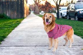 img 1 attached to 🐶 Stylish and Comfortable Petroom Large Dog Striped T Shirt: Cute, Oversized, and Breathable Cotton Vest for Medium to Large Dogs