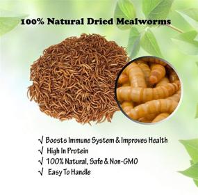 img 2 attached to 🐛 Amzey Dried Mealworms 1 LB - Premium Natural Chicken Feed, Bird & Fish Food, Turtle, Duck, and Reptile Treat - Non-GMO, High Protein & Nutrition, No Preservatives