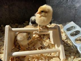 img 2 attached to 🐔 USA-Made Backyard Barnyard Mini Chick Perch - Strong Roosting Bar, Jungle Gym Chicken Toys for Coop & Brooder: El Pollitos La Pollita Pollos Gallinas Polluelos