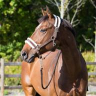 🐴 horze howard soft fleece padded polyester horse halter - superior comfort and easy adjustability with brushed nickel hardware logo