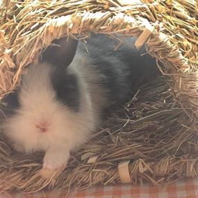 img 2 attached to 🐇 Natural Straw Woven Mat Rabbit Grass Tunnel - Winter Warm Hideaway Hut for Bunny, Gerbil, Ferrets, Guinea Pig & Chinchilla