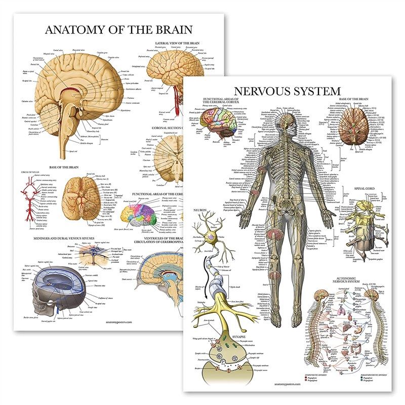 pack nervous anatomy anatomical laminated 로고