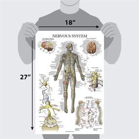 img 3 attached to Enhance Your Anatomy Knowledge with the Pack Nervous Anatomy Anatomical Laminated Set