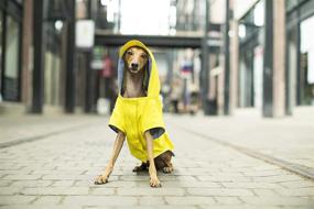 img 1 attached to 🐶 Stay Dry in Style: Canada Pooch Dog Rain Jacket - Torrential Tracker Dog Raincoat Yellow (Size 14) - Waterproof Dog Jacket